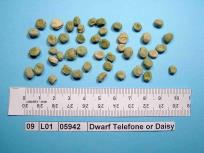 Click for 4 image(s) for this accession. Image
